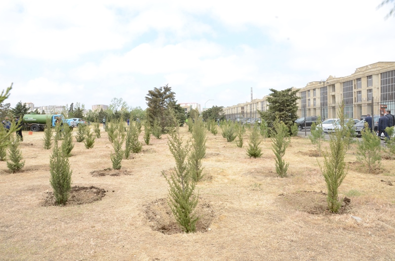 Государственный Комитет по Градостроительству и Архитектуре и Исполнительная Власть Города Баку провели очередную совместную акцию по посадке деревьев